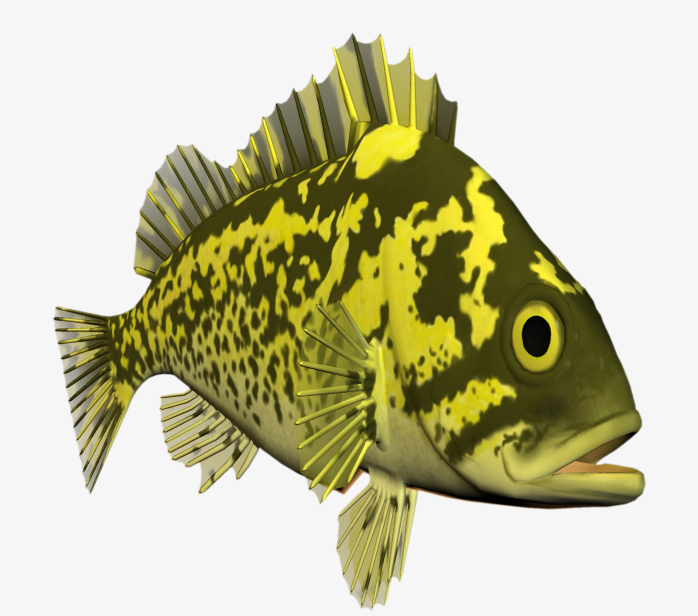 漂亮的黄黑观赏鱼的免抠图png透明背景图片