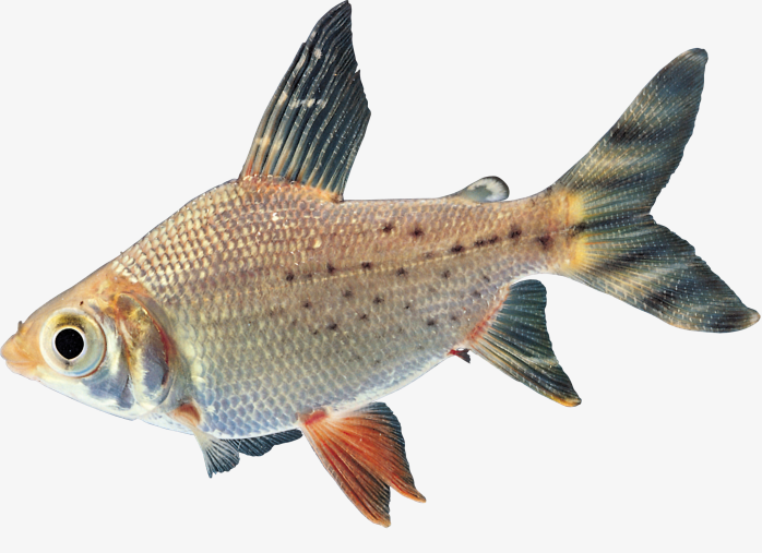 漂亮的热带鱼的免抠图png透明背景图片