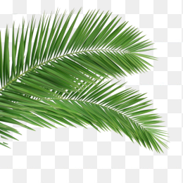 叶子，树叶，叶片，植物