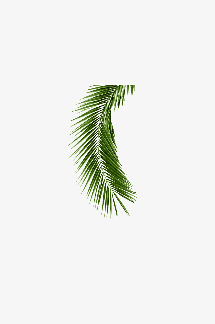 叶子，树叶，叶片，植物