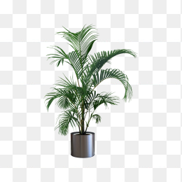 植物，绿色，装饰，盆景