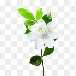 白色花花朵