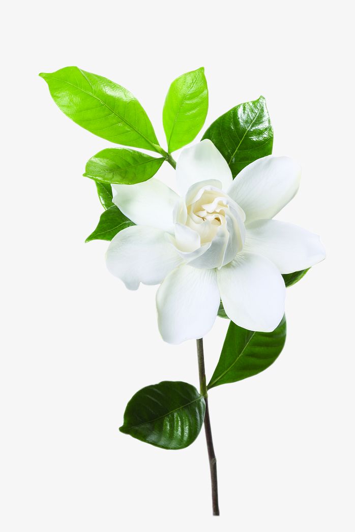 白色花花朵