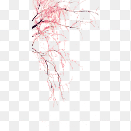 腊梅中国风免抠png