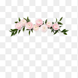 玫瑰花朵