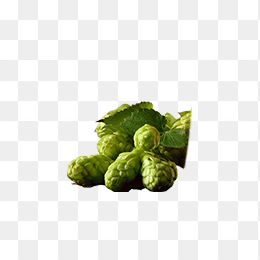 啤酒花