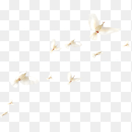 鸟