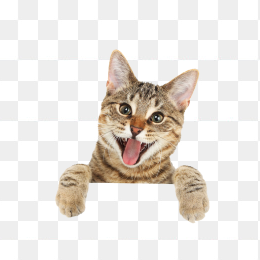 趴着的猫