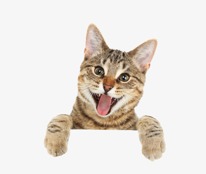 趴着的猫