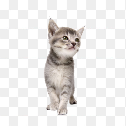 走路的猫