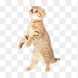 站立的猫