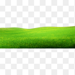 草坪