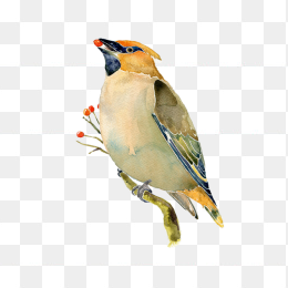 小鸟