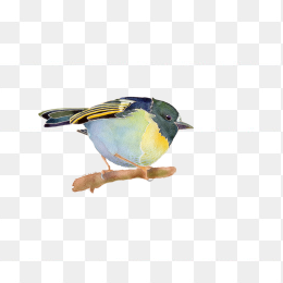 鸟