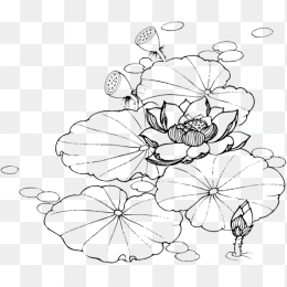 白描荷花