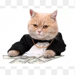猫咪