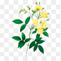 菊花手绘
