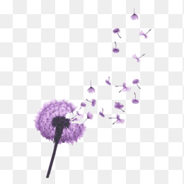 紫色蒲公英