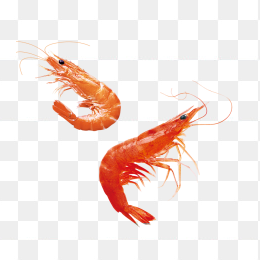 虾