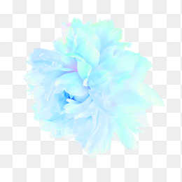 蓝绿色牡丹花