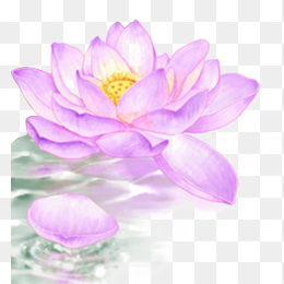 粉紫色梦幻荷花