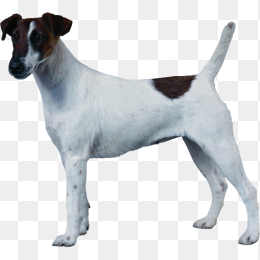 狗