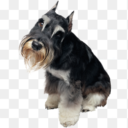 狗