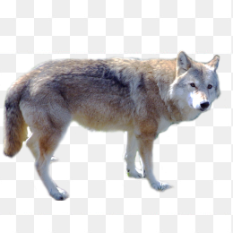 狼