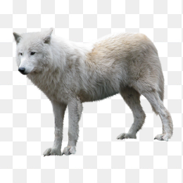 狼