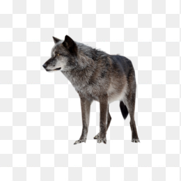 狼