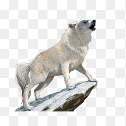 狼