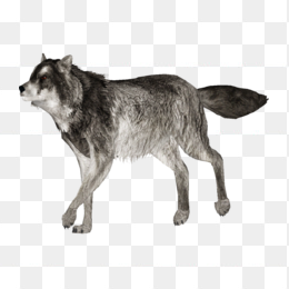 狼