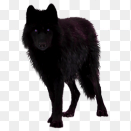 狼