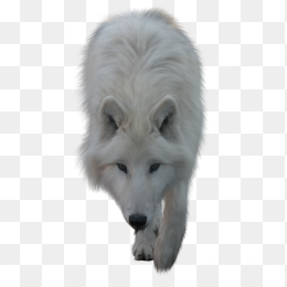 大狼