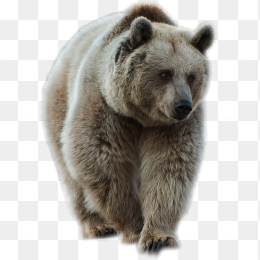 熊
