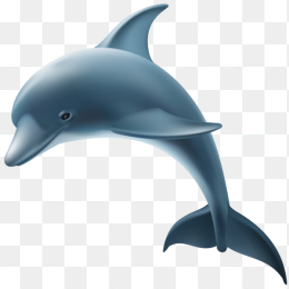海豚