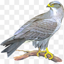 雕 