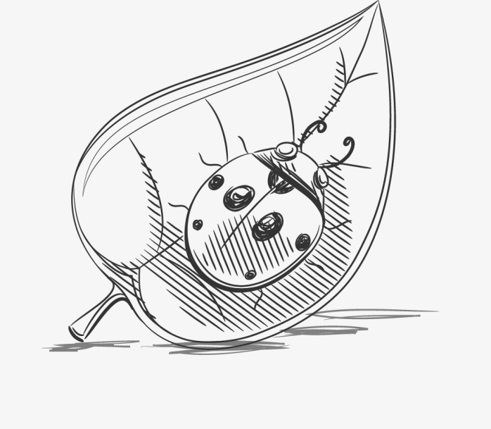 简笔瓢虫