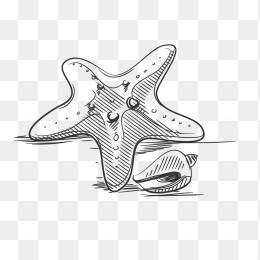 手绘海星