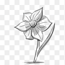 手绘简笔花朵