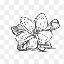 手绘简笔玫瑰花