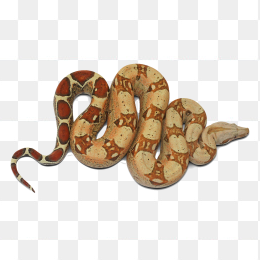 黄色蛇