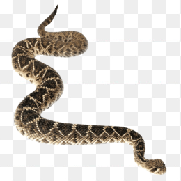 蛇