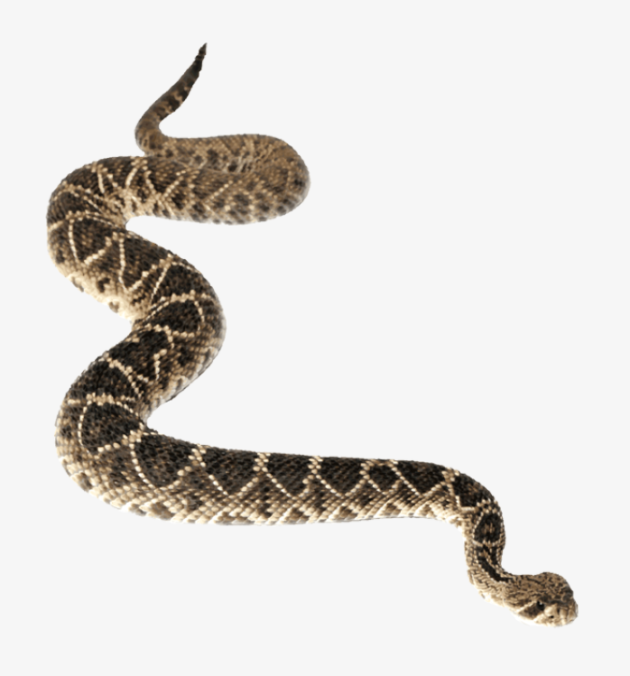 蛇