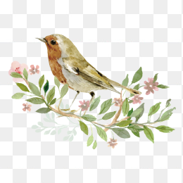 鸟