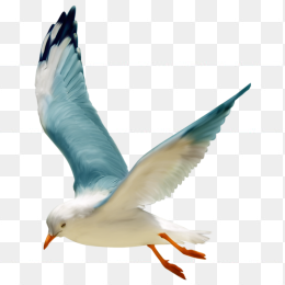 鸟