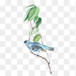 鸟
