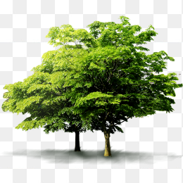 树