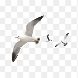 鸟