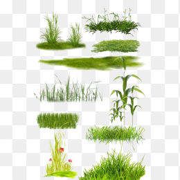 草